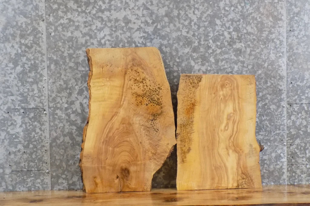 2- Live Edge Ash Taxidermy Mount/Accent Table Top Slabs 8208-8209