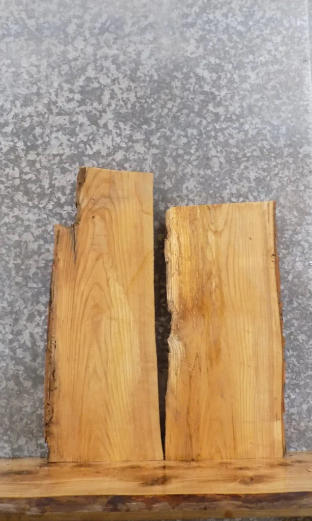 2- Live Edge Ash Taxidermy Mount/Wall Shelf Slabs 8214-8215