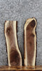 Thumbnail for 2- Natural Edge Black Walnut Taxidermy Base/Charcuterie Slab 8254-8255