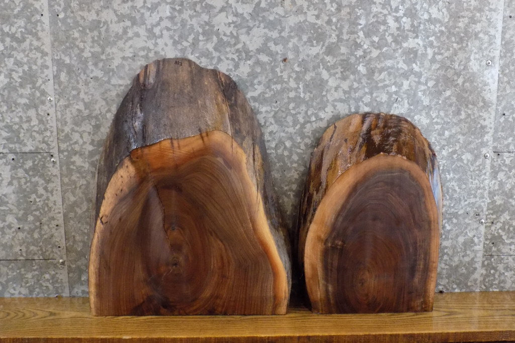 2- Black Walnut Reclaimed Live Edge Craft Pack/Taxidermy Bases 833-834