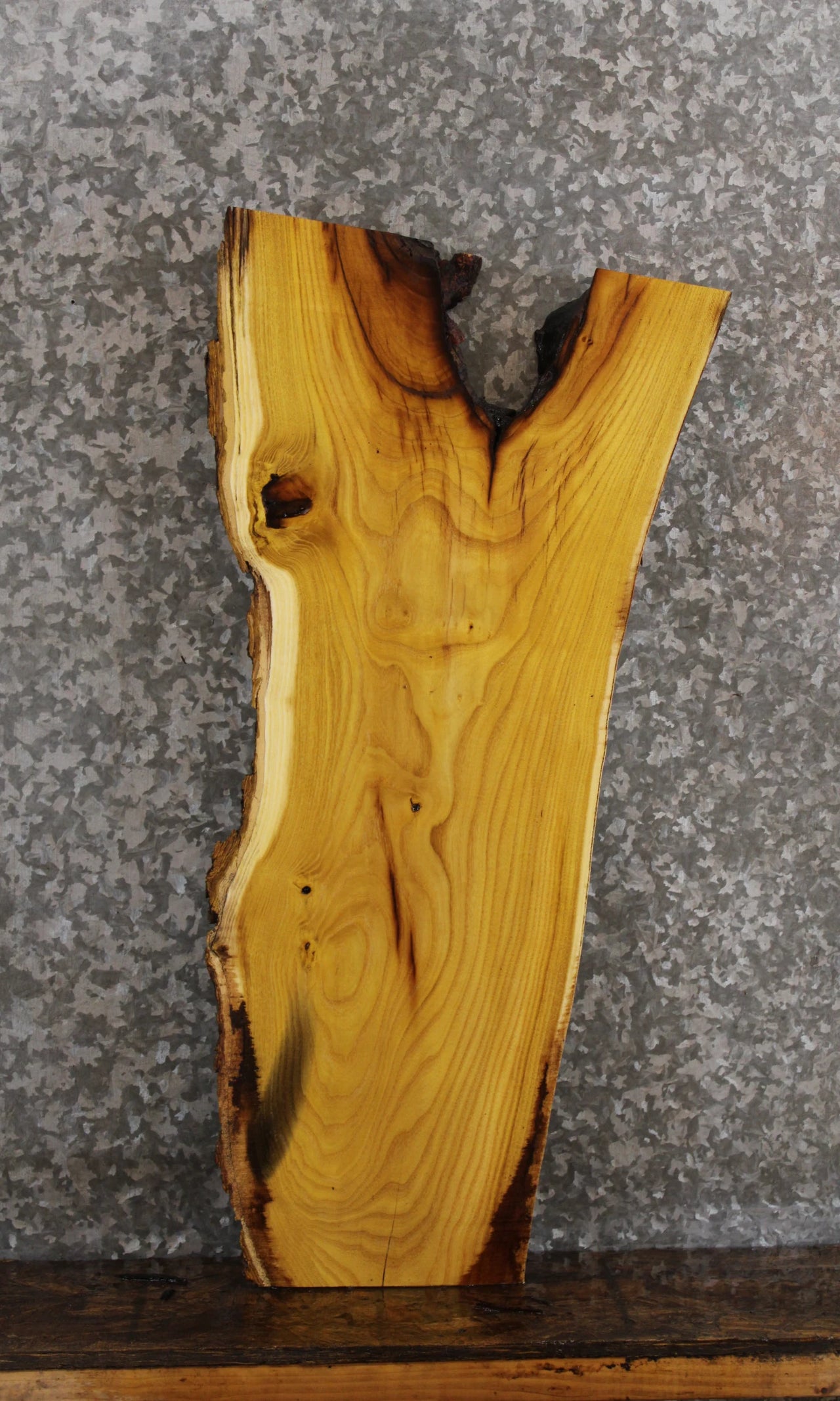 Yellow Mulberry Livre Edge Charcuterie Board/Taxidermy Slab 8349