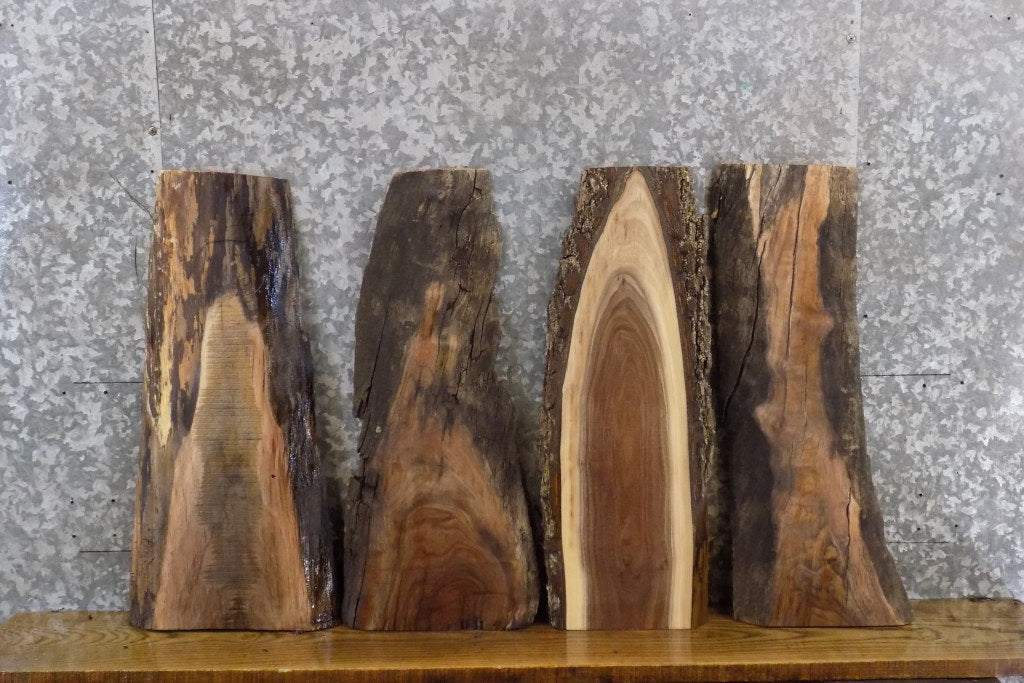 4- Reclaimed Live Edge Black Walnut Craft Pack/Taxidermy Bases 841-844