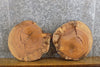 Thumbnail for 2- Round Cut Rustic Live Edge Ash Craft Pack/Taxidermy Base Slabs 8720