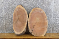 Thumbnail for 2- Black Walnut Oval Cut Live Edge Taxidermy Bases/Craft Pack 12004-12005