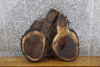 Thumbnail for 2- Live Edge Bark Oval Cut Black Walnut Craft Pack Wood Slabs 12694-12695