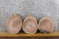 Thumbnail for 3- Reclaimed Round Cut Live Edge Black Walnut Craft Pack Slabs 12699-12701