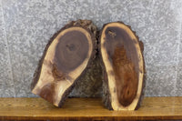 Thumbnail for 2- Live Edge Bark Oval Cut Black Walnut Reclaimed Taxidermy Bases 12713-12714