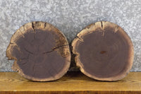 Thumbnail for 2- Live Edge Salvaged Round Cut Black Walnut Taxidermy Bases 12721-12722
