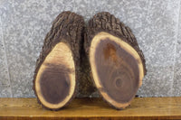 Thumbnail for 2- Black Walnut Oval Cut Live Edge Bark Rustic Craft Pack Slabs 12727-12728