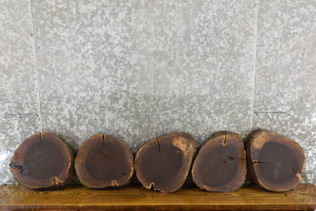 5- Rustic Round Cut Black Walnut Live Edge Centerpiece Wood Slabs 12840-12844