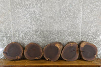 Thumbnail for 5- Rustic Round Cut Black Walnut Live Edge Centerpiece Wood Slabs 12840-12844