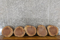 Thumbnail for 5- Rustic Round Cut Black Walnut Live Edge Centerpiece Wood Slabs 12840-12844