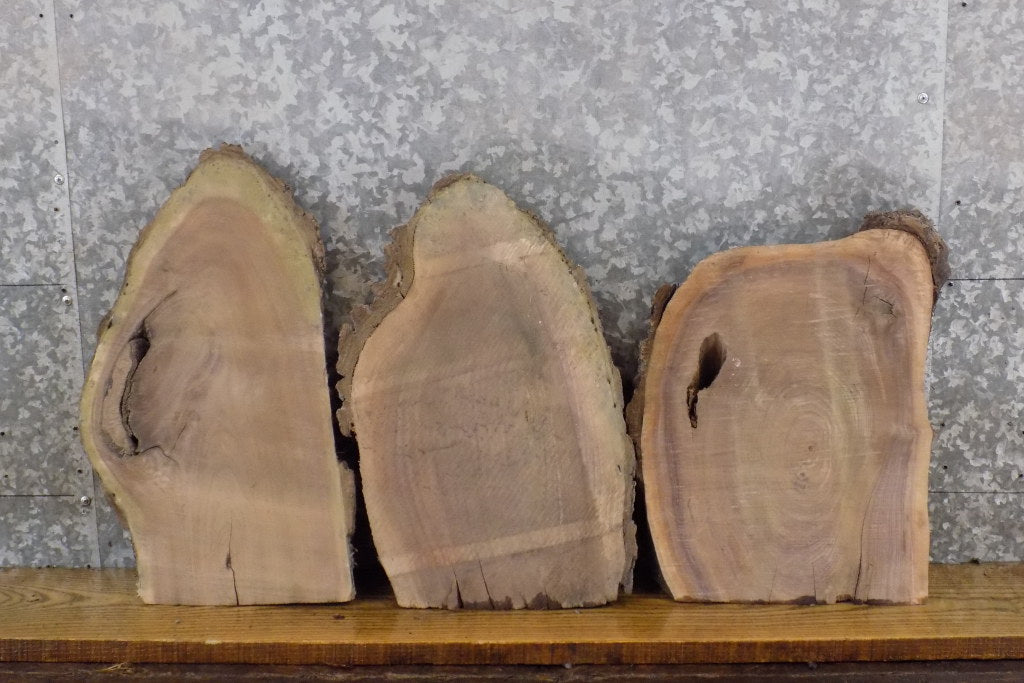 3- Black Walnut Partial Live Edge Oval Cut Craft Pack Wood Slabs 13541-13543