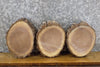 Thumbnail for 3- Natural Edge Bark Black Walnut Round Cut Craft Pack Wood Slabs 13587-13589