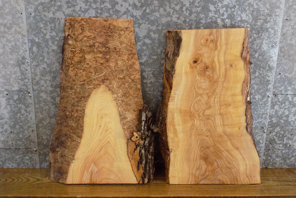 2- Live Edge Reclaimed Ash Craft Pack/Taxidermy Base Slabs 13768-13769