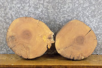 Thumbnail for 2- Reclaimed Round Cut Ash Live Edge Centerpiece Wood Slabs 13913-13914