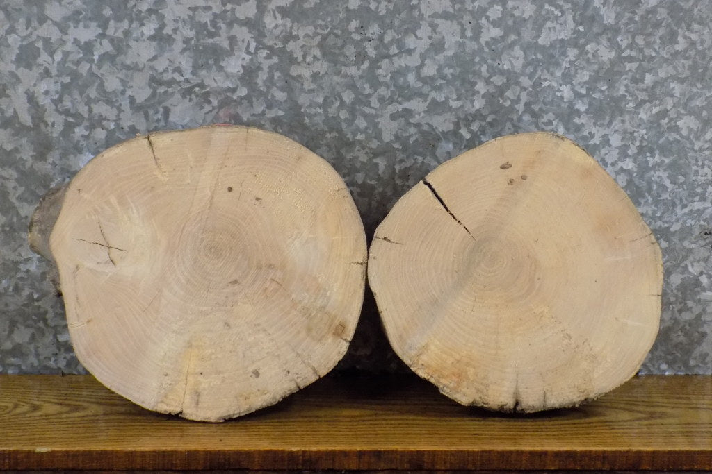 2- Reclaimed Round Cut Ash Live Edge Centerpiece Wood Slabs 13913-13914