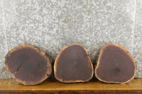 Thumbnail for 3- Black Walnut Round Cut Live Edge Rustic Slabs CLOSEOUT 14284-14286