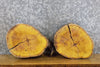 Thumbnail for 2- Salvaged Round Cut Live Edge Mulberry Craft Pack Wood Slabs 14312-14313