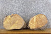 Thumbnail for 2- Rustic Round Cut Mulberry Live Edge Taxidermy Base Slabs 14314-14315