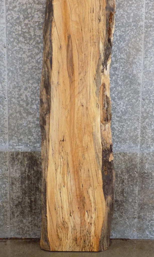Live Edge Rustic Spalted Maple Bar/Table Top Slab CLOSEOUT 20408