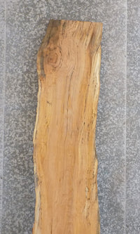 Thumbnail for Live Edge Rustic Spalted Maple Bar/Table Top Slab CLOSEOUT 20408