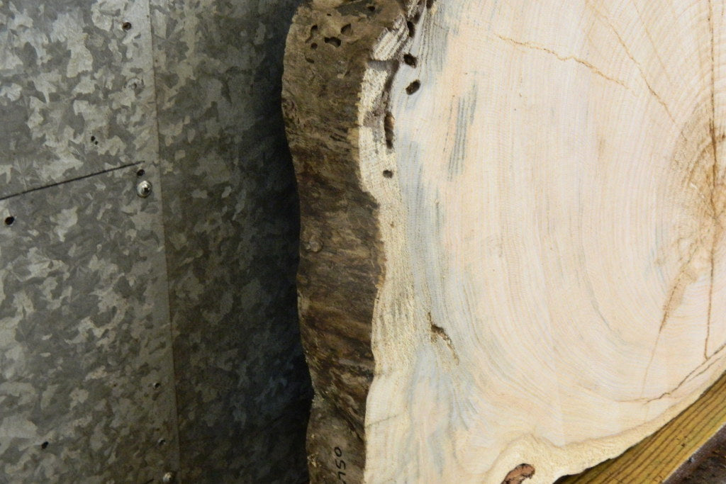 Locust Oval Cut Rustic Sofa Table Top Wood Slab CLOSEOUT 20750