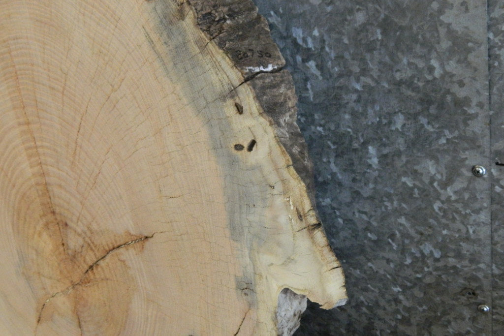 Locust Oval Cut Rustic Sofa Table Top Wood Slab CLOSEOUT 20750