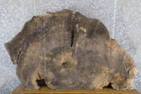 Thumbnail for Rustic Oval Cut Cottonwood Coffee Table Top Slab CLOSEOUT 20778