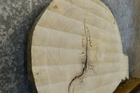 Thumbnail for Live Edge Ash Oval Cut Rustic Coffee Table Slab CLOSEOUT 42300