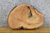 Thumbnail for Live Edge Ash Rustic Oval Cut Accent/End Table Top Slab 6127