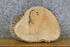 Thumbnail for Live Edge Ash Rustic Oval Cut Accent/End Table Top Slab 6127