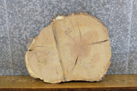 Thumbnail for Natural Edge Oval Cut Salvaged White Oak End Table Top Slab 6295
