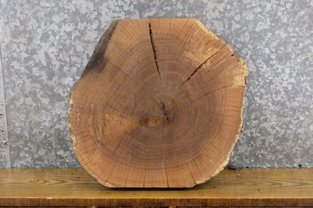 Natural Edge Round Cut White Oak Display Stand Wood Slab 6717