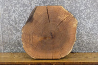 Thumbnail for Natural Edge Round Cut White Oak Display Stand Wood Slab 6717