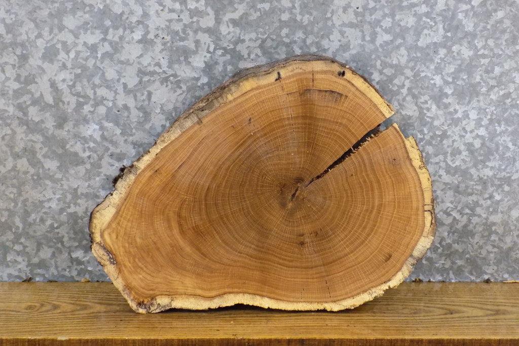Natural Edge Round Cut White Oak Display Stand Wood Slab 6879