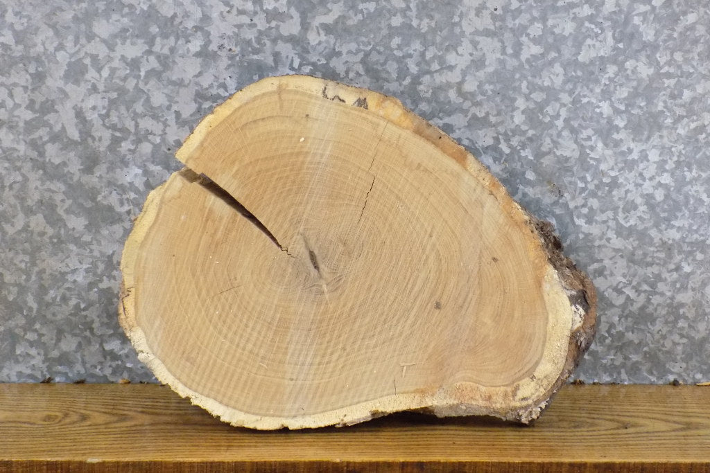 Natural Edge Round Cut White Oak Display Stand Wood Slab 6879