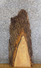 Thumbnail for Ash Thick Cut Natural Edge Bark Sofa/Side Table Top Slab 756