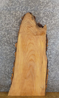 Thumbnail for Ash Thick Cut Natural Edge Bark Sofa/Side Table Top Slab 756