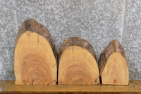 Thumbnail for 3- Live Edge Rustic Ash DIY Charcuterie Boards/Craft Pack Slabs 7801-7803