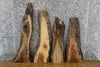 Thumbnail for 4- Black Walnut Rustic Live Edge Craft Pack/Taxidermy Bases 8303-8306