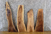 Thumbnail for 4- Black Walnut Rustic Live Edge Craft Pack/Taxidermy Bases 8303-8306