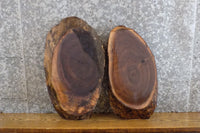 Thumbnail for 2- Oval Cut Live Edge Black Walnut Craft Pack/Taxidermy Bases 8711-8712