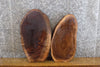 Thumbnail for 2- Oval Cut Live Edge Black Walnut Craft Pack/Taxidermy Bases 8711-8712