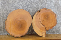 Thumbnail for 2- Salvaged Round Cut Live Edge Ash Craft Pack Slabs 8718