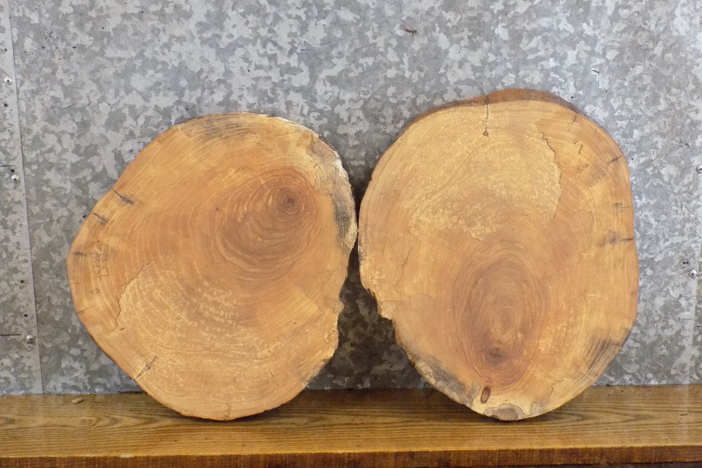 2- Natural Edge Round Cut Rustic Ash Craft Pack Wood Slabs 8723