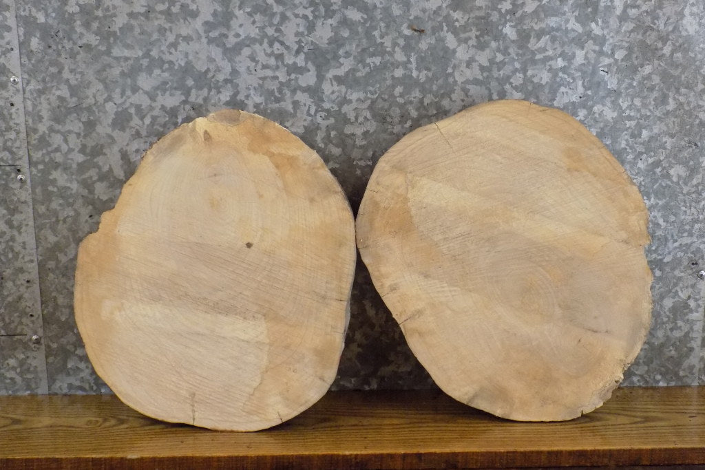 2- Natural Edge Round Cut Rustic Ash Craft Pack Wood Slabs 8723